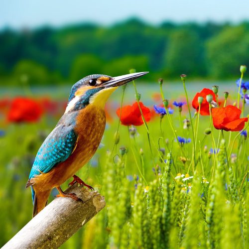 nature